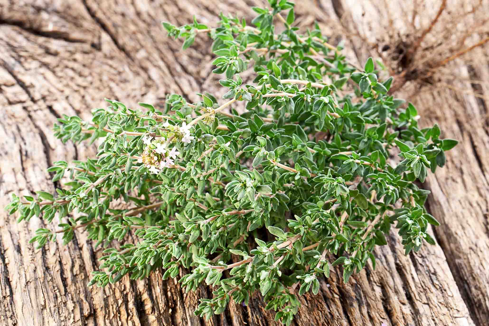 Thyme A Useful Culinary Herb