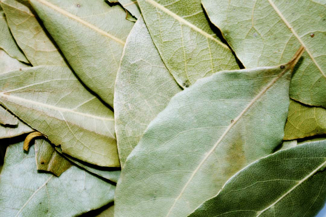 Bay_Leaf_Zoom