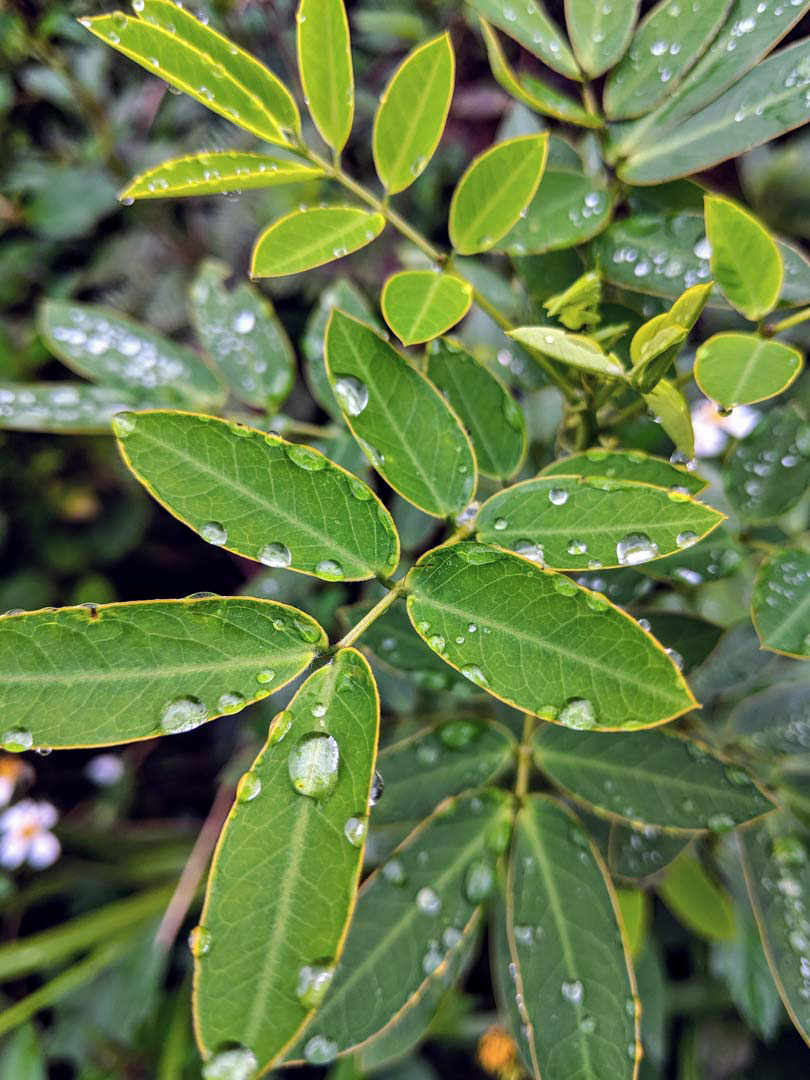 Bay_Tree