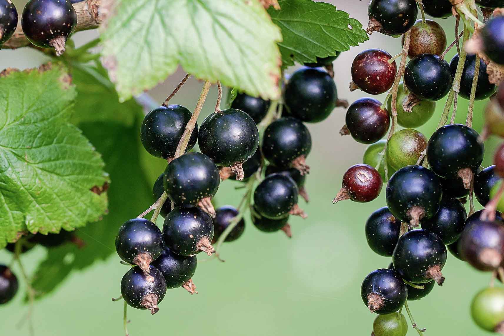 blackcurrant