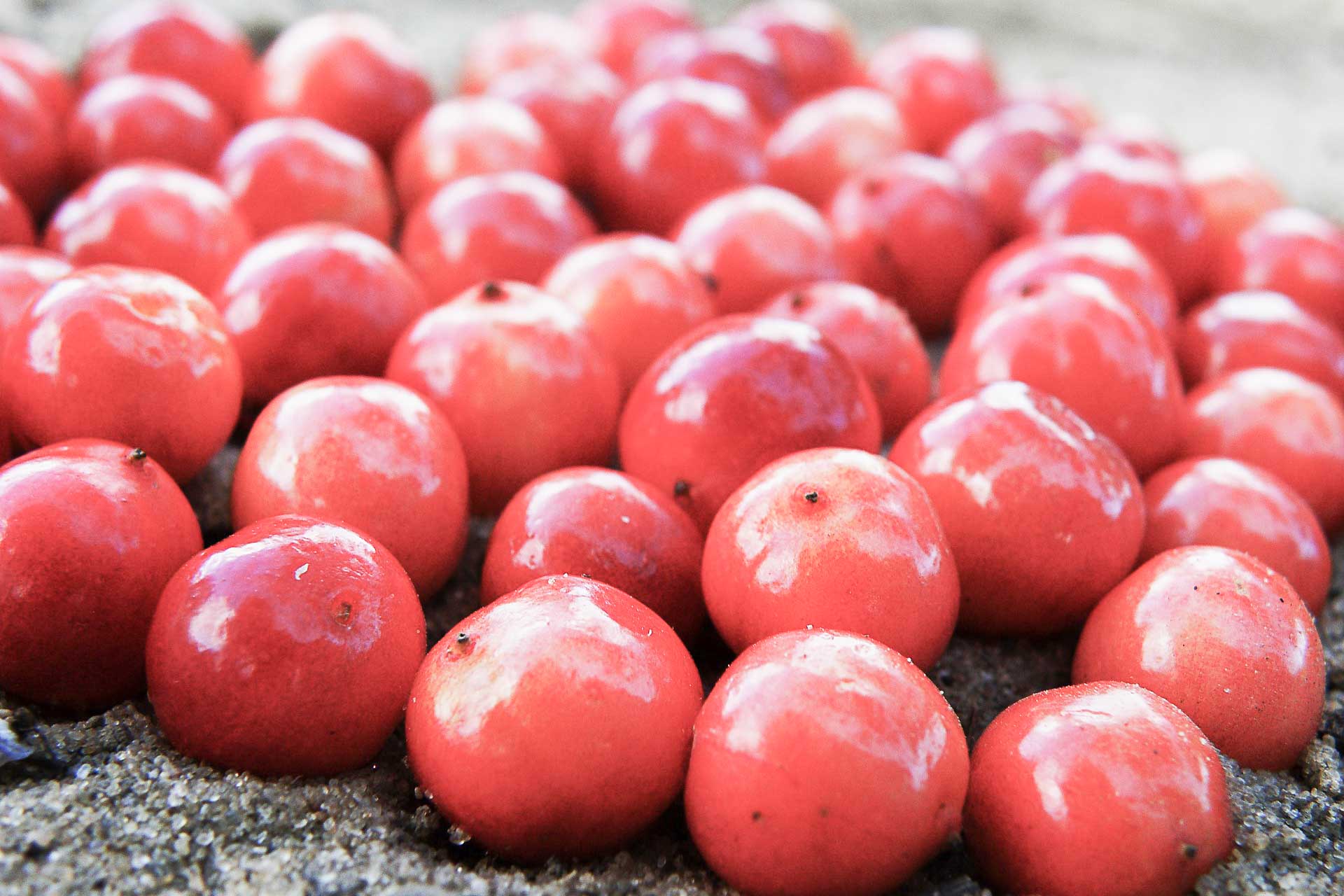 cranberry
