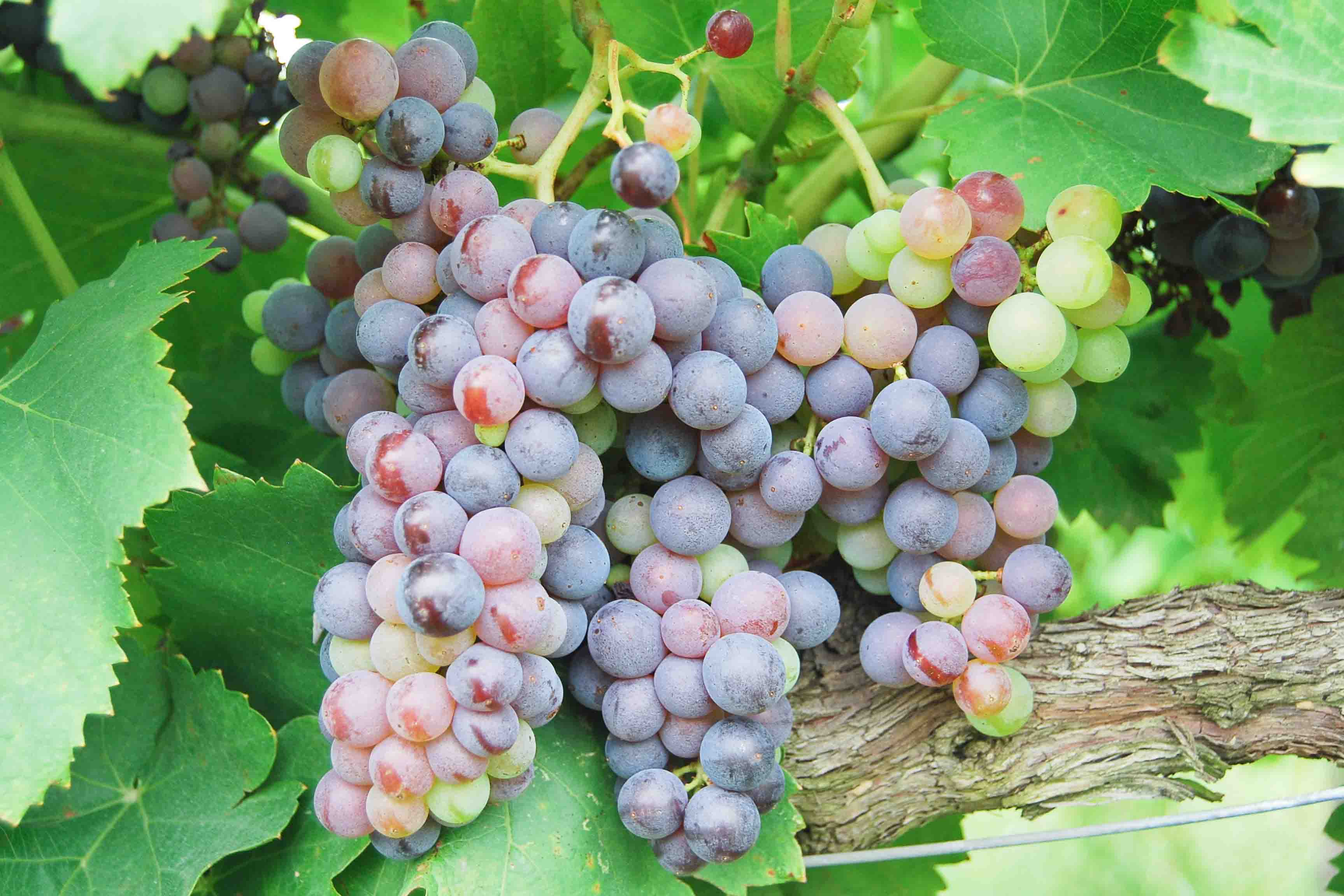 grape