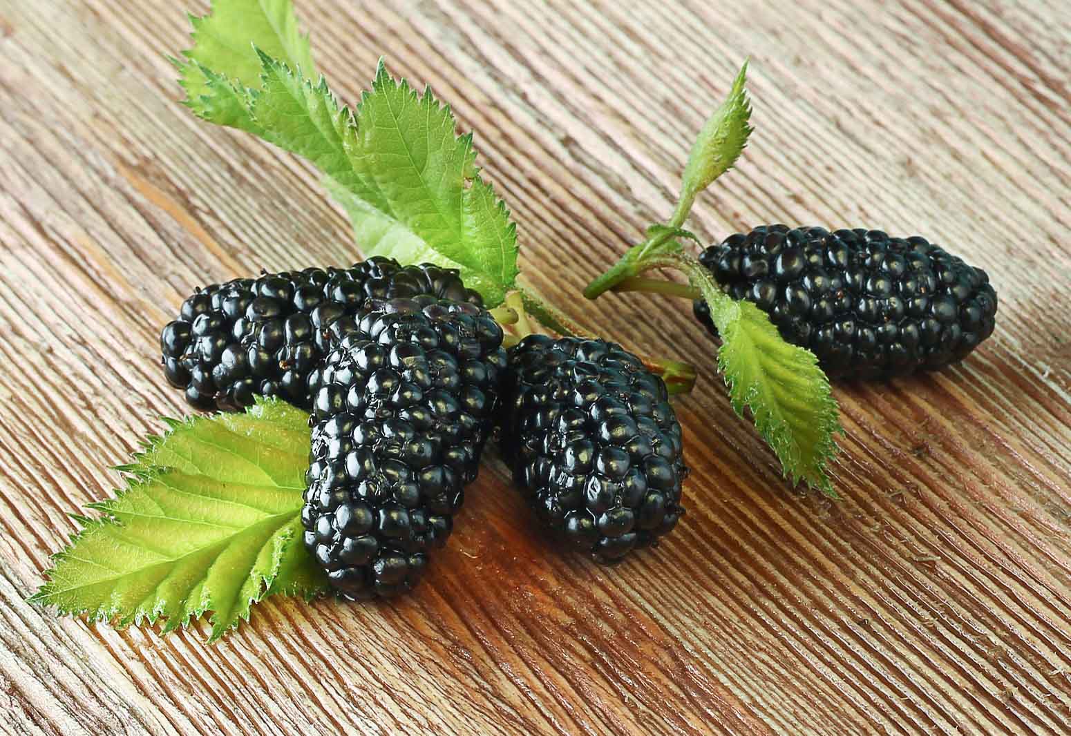 mulberry