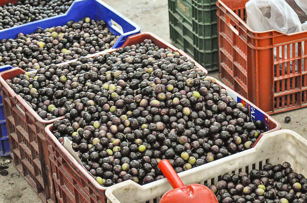 Fresh_Olive_Spain