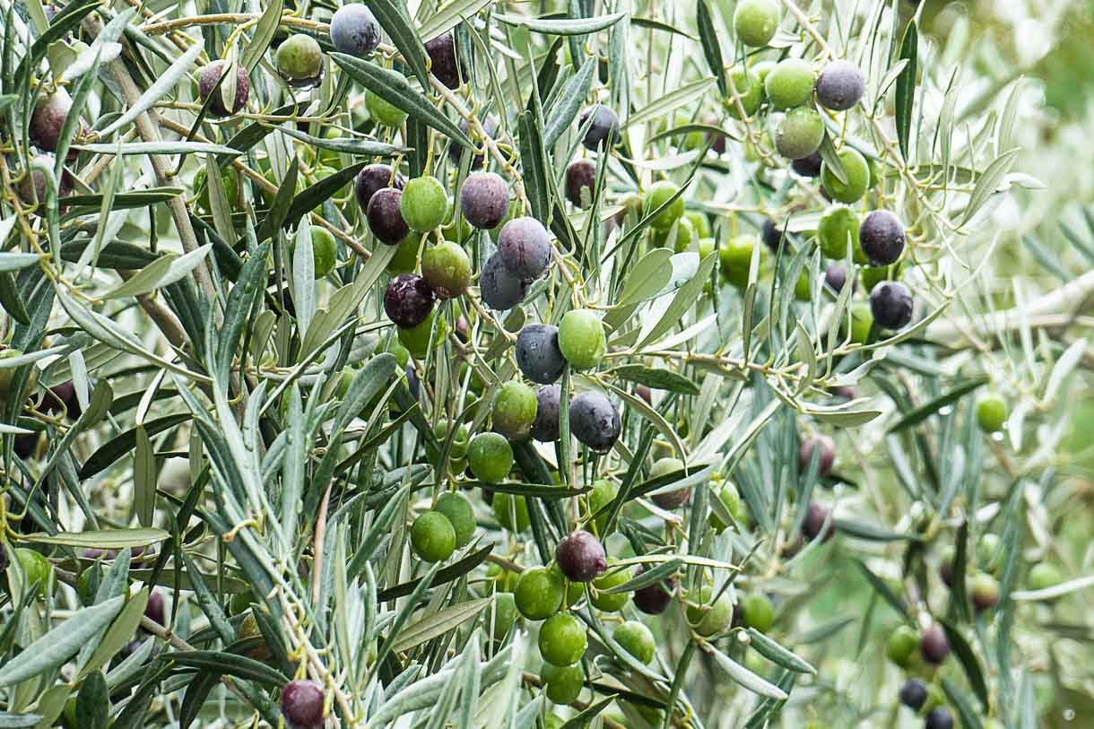 Olive_On_Tree_3