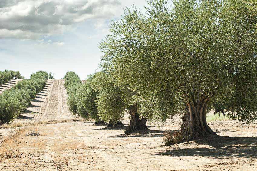 Olive_Tree
