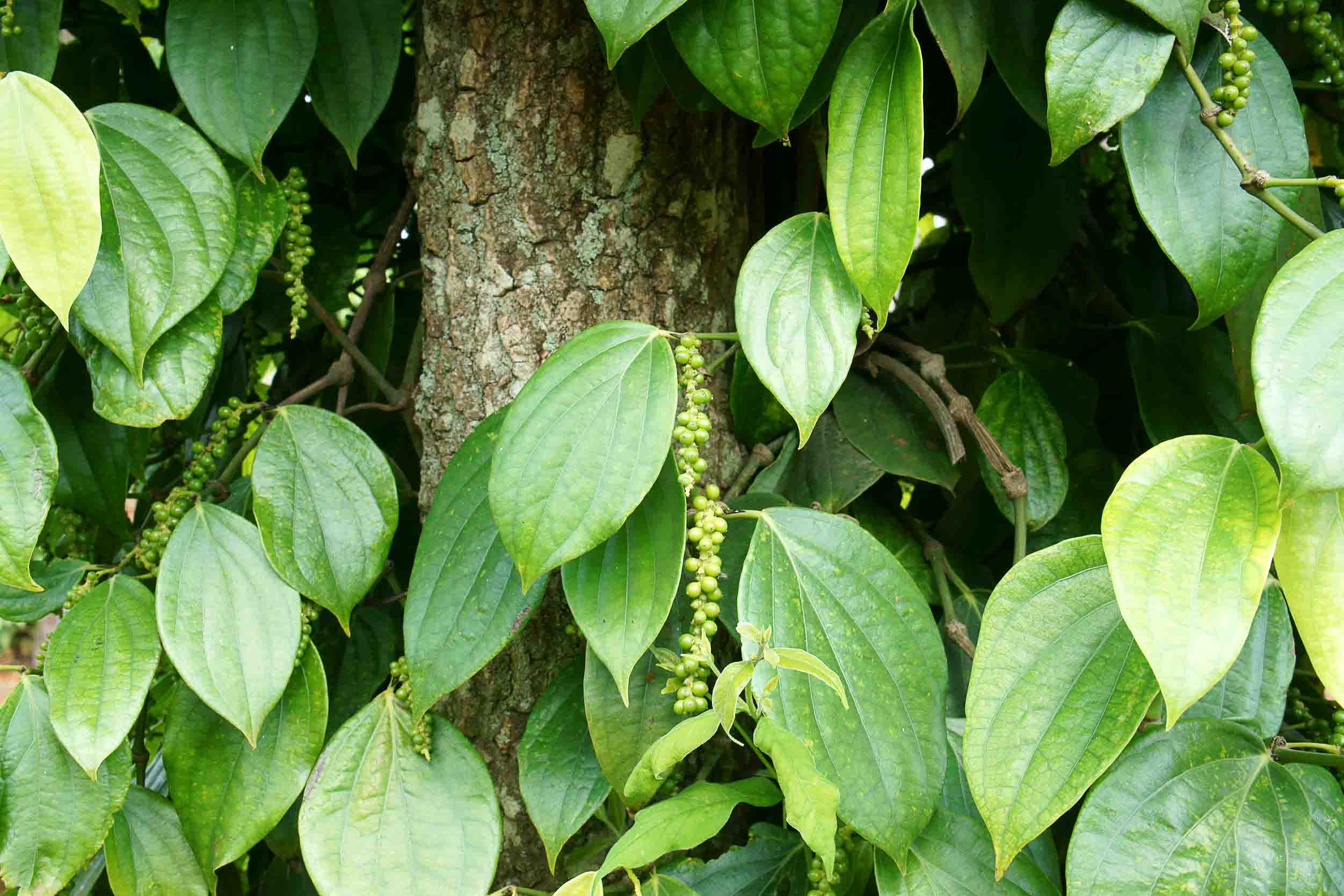 Pepper_Tree