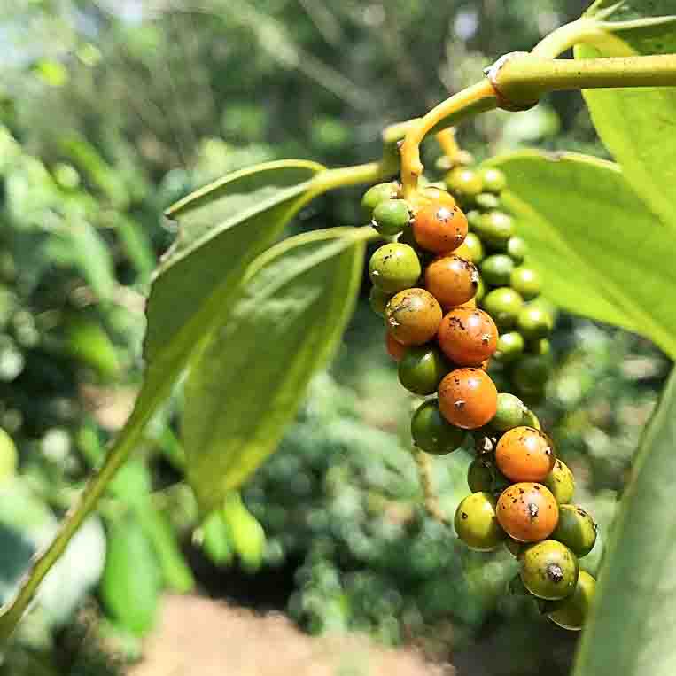 green-2784211_1280