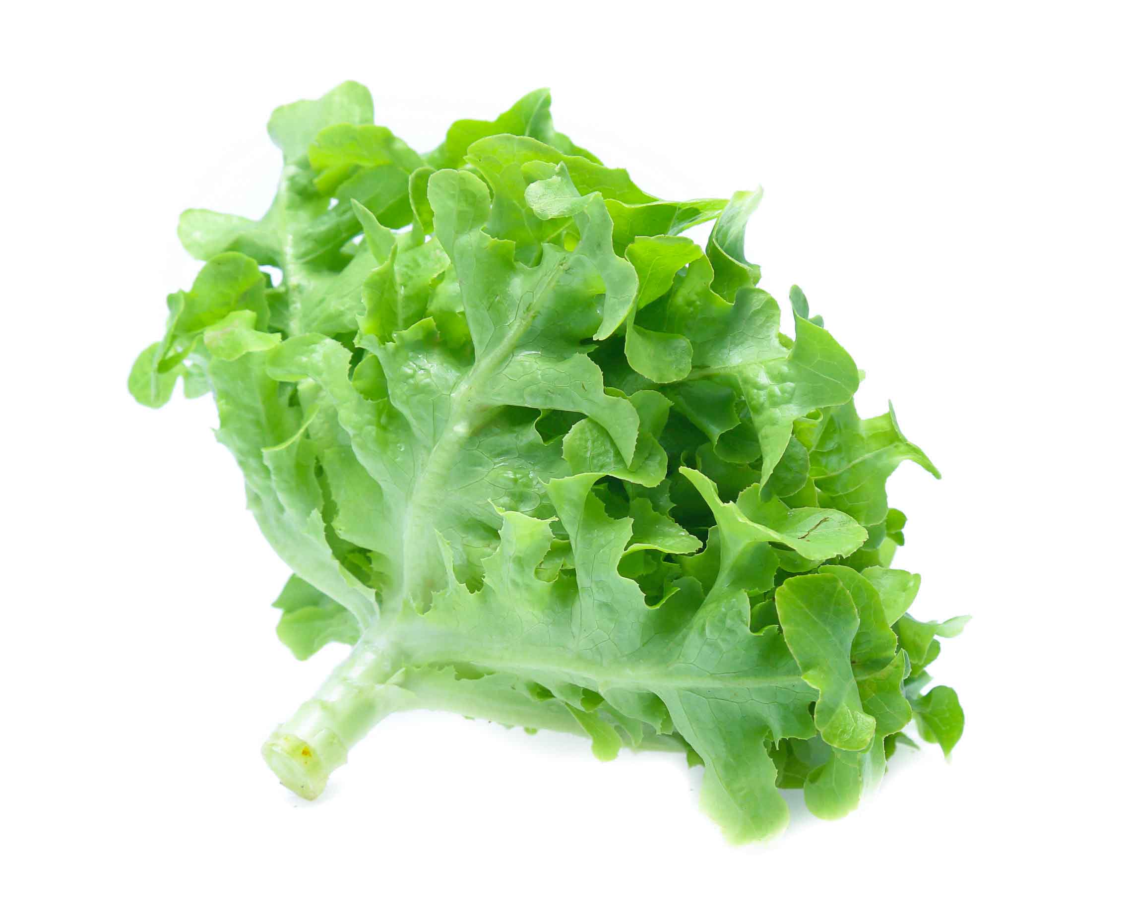 Green_Oak