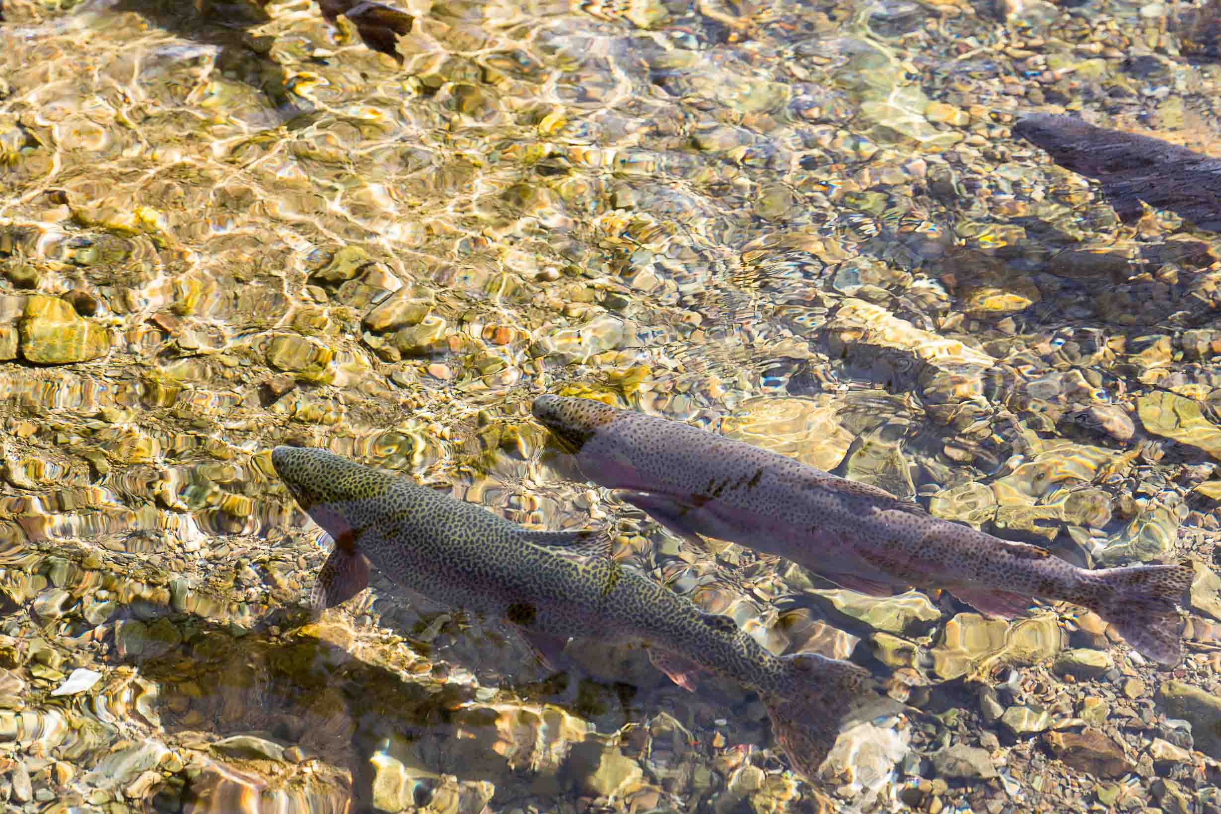natural_salmon