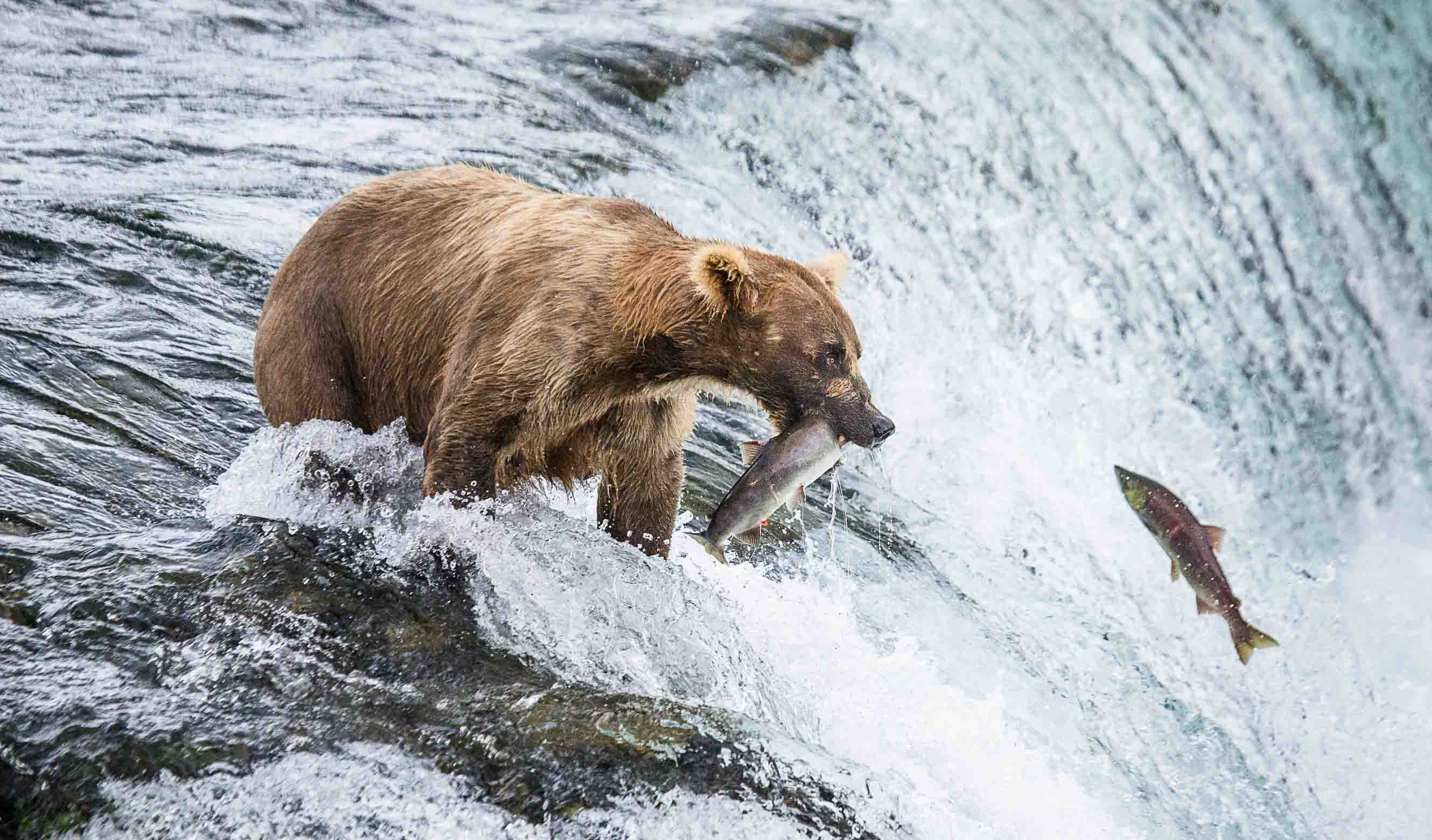 salmon_bear
