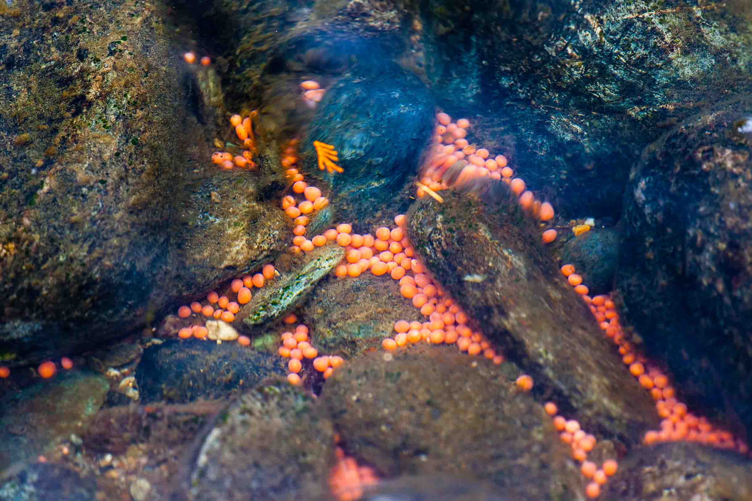 salmon_egg