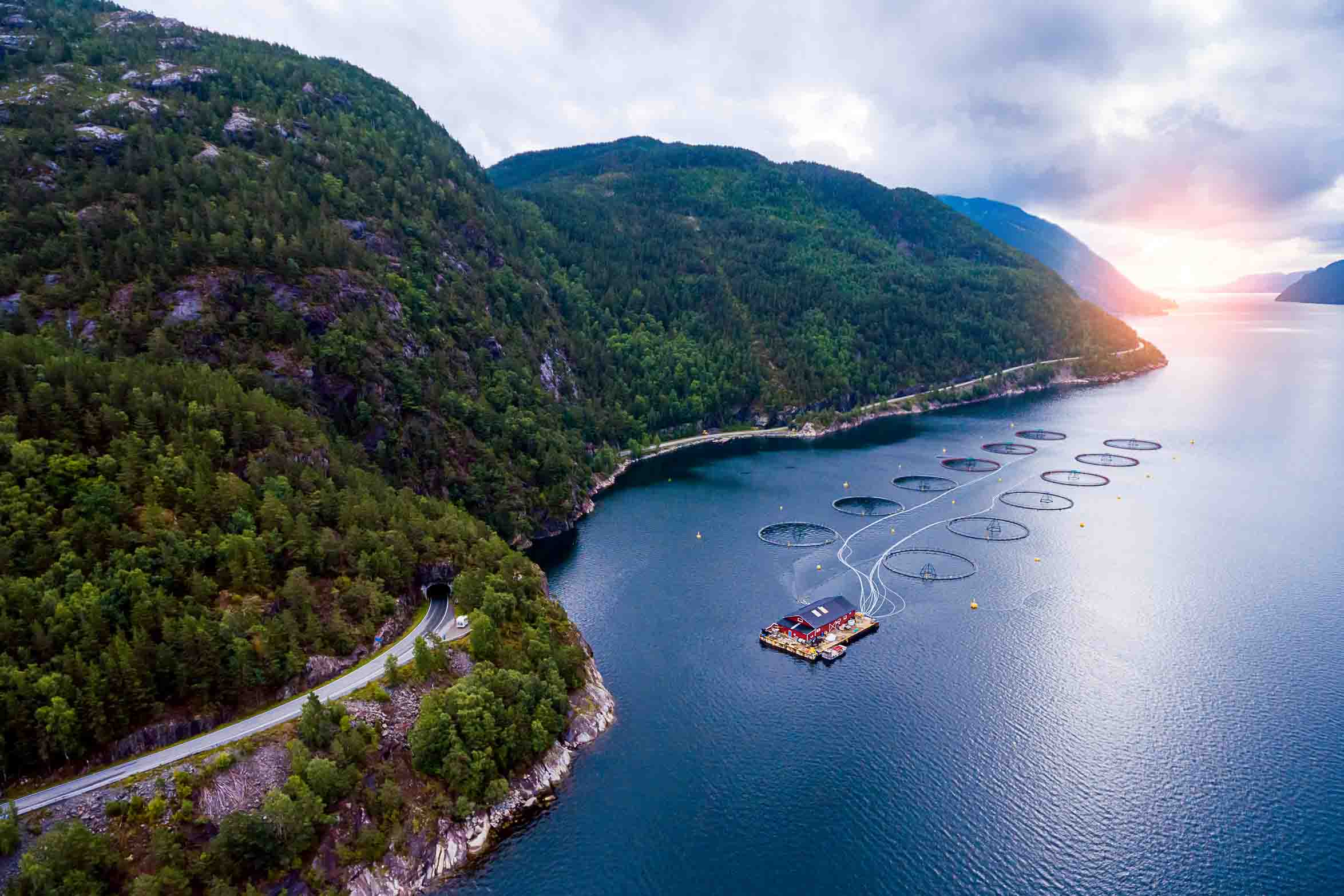 salmon_farm