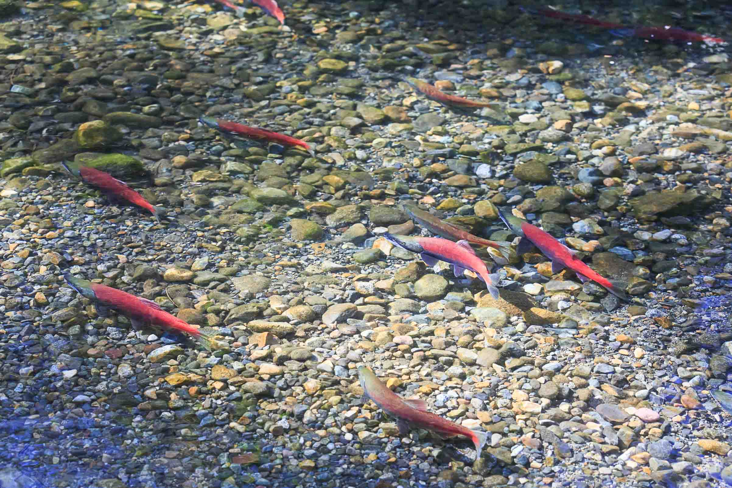 salmon_river