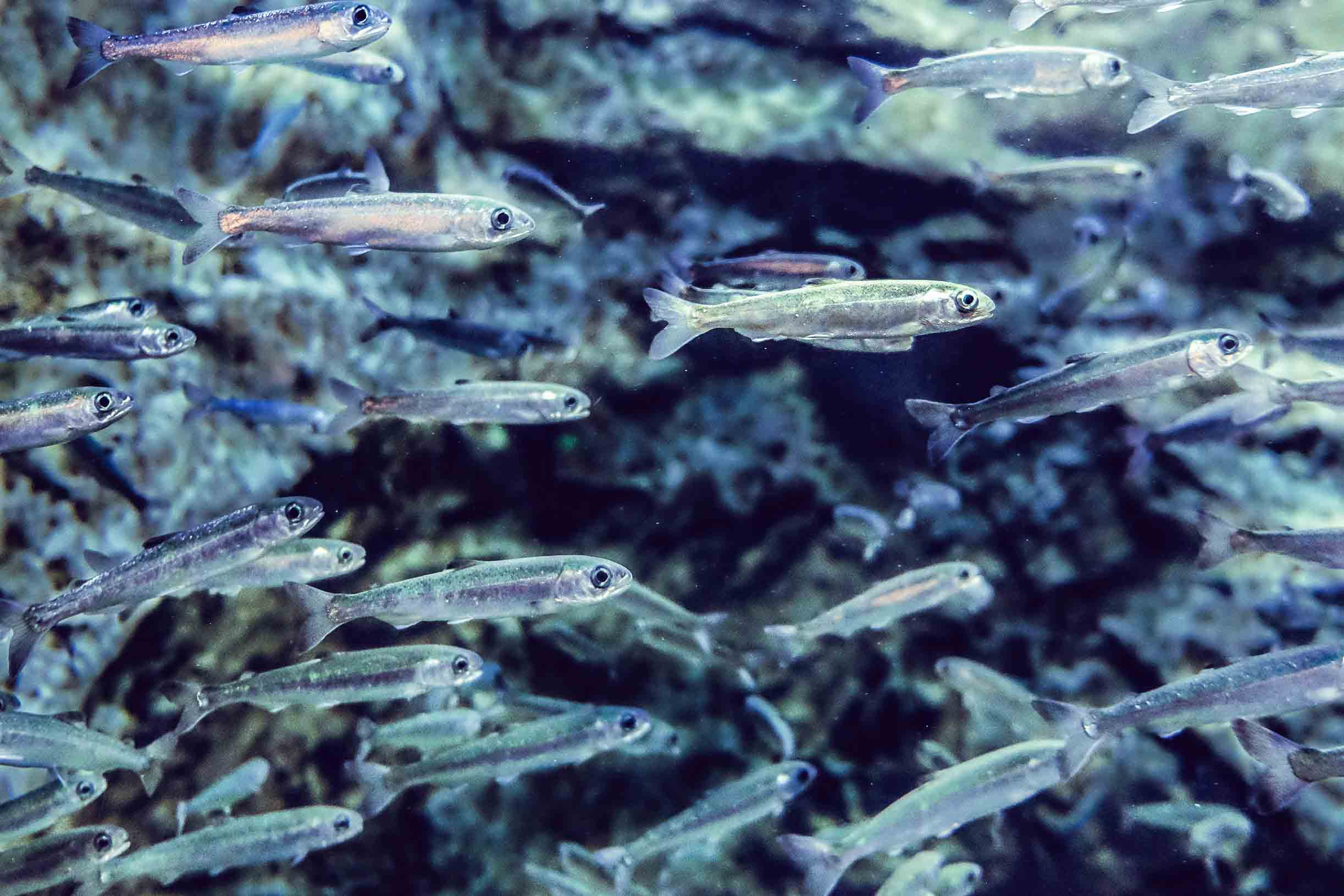 salmon_school