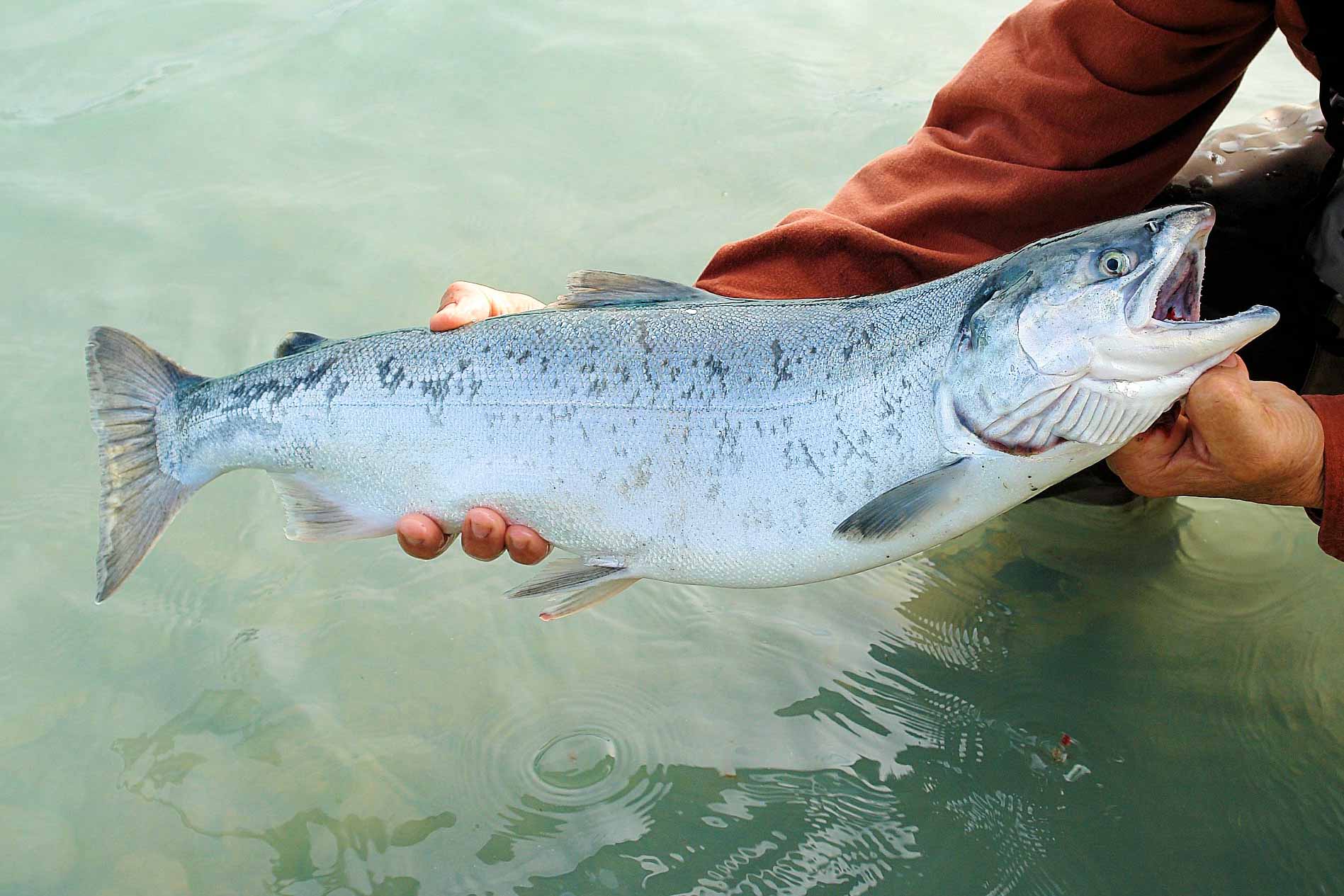 sockeye_salmon