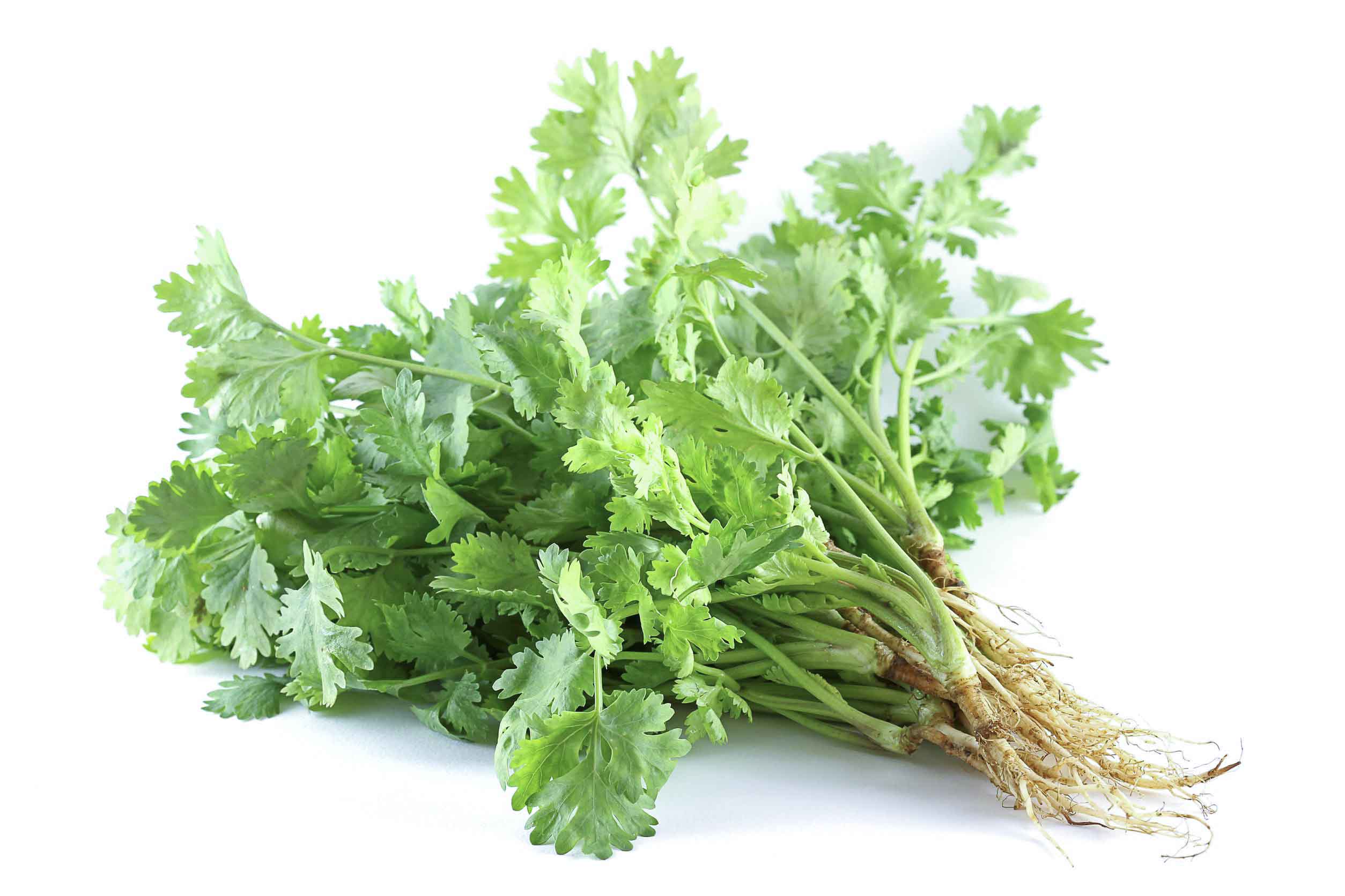 Coriander_W