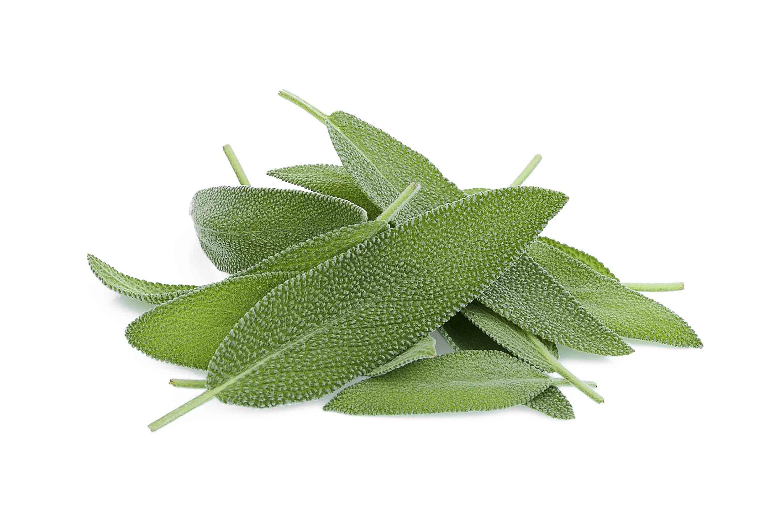 Sage