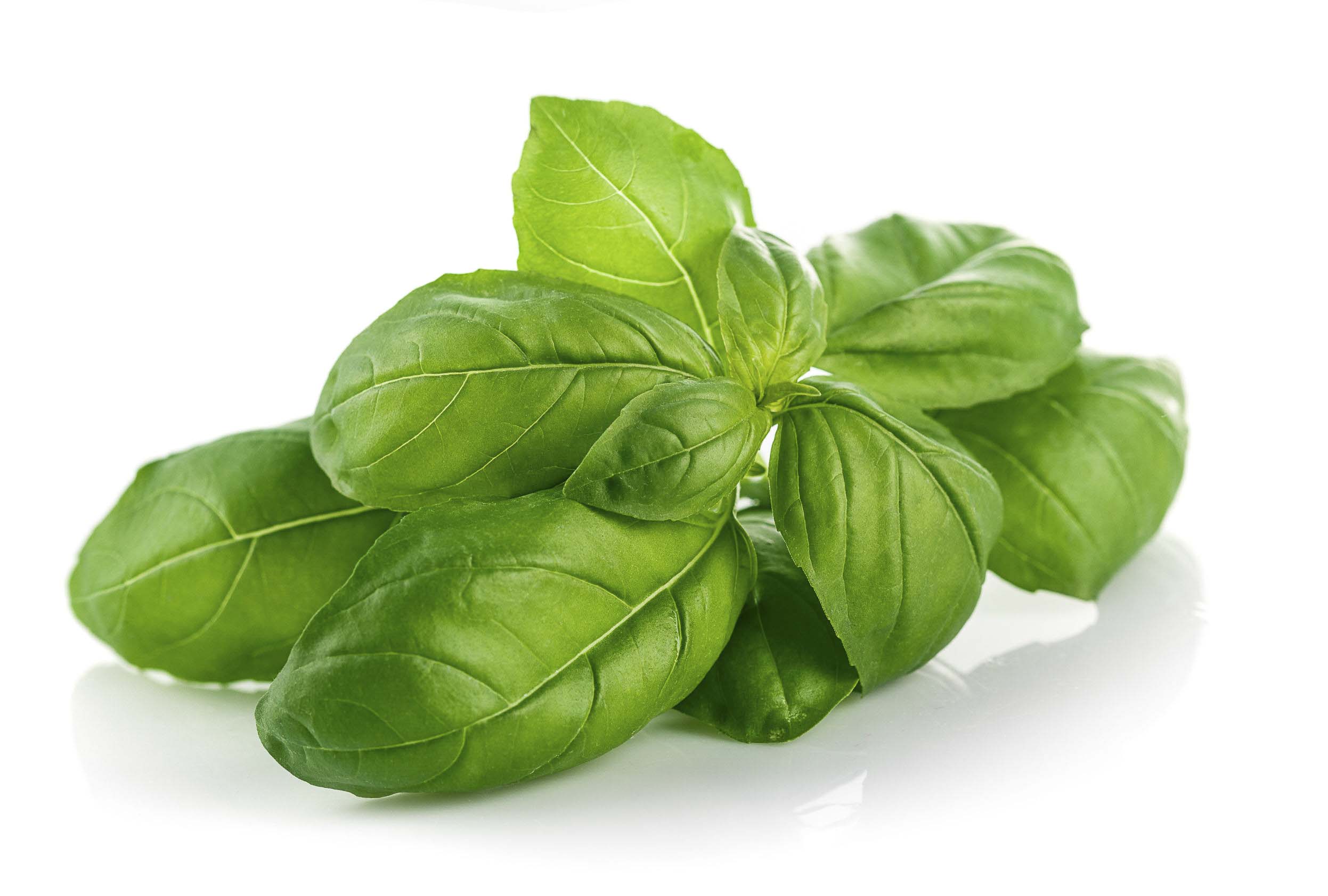 Basil