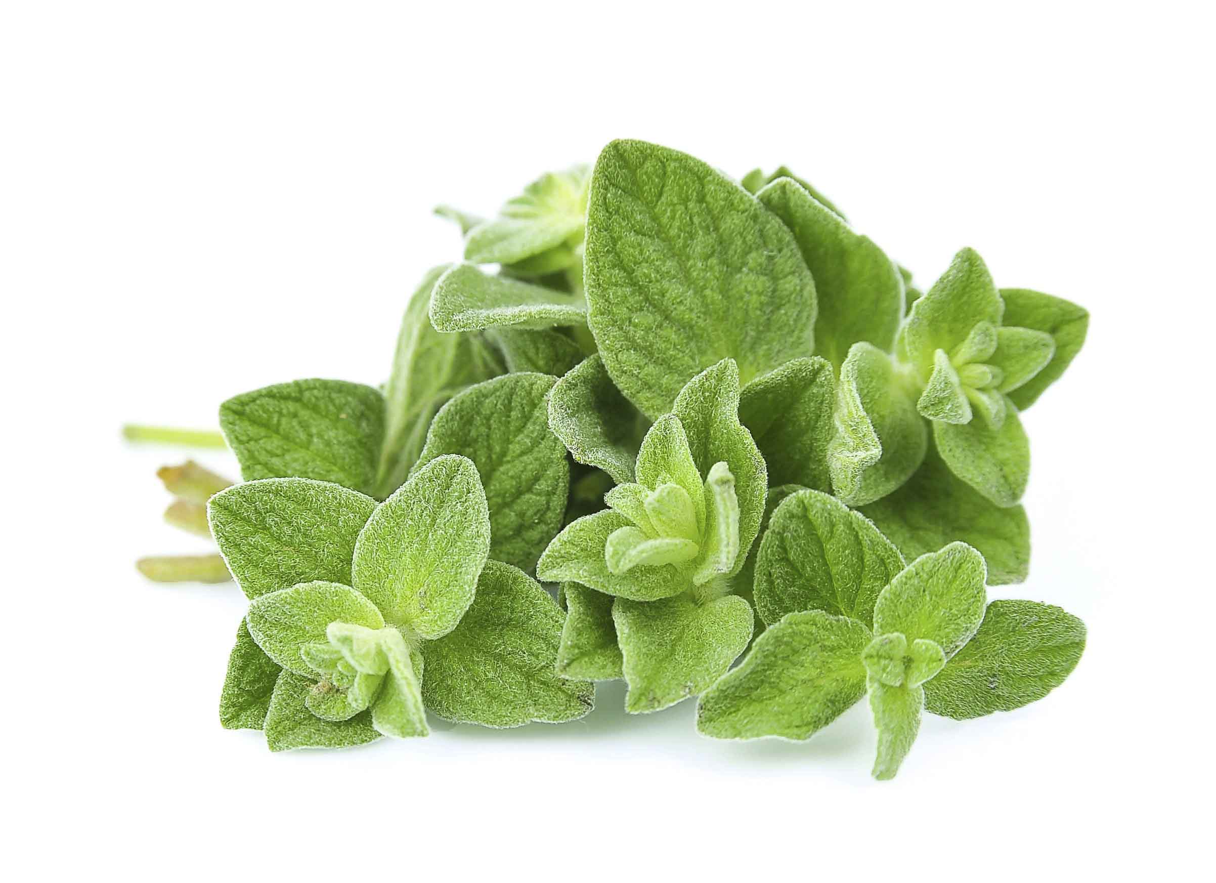 Oregano