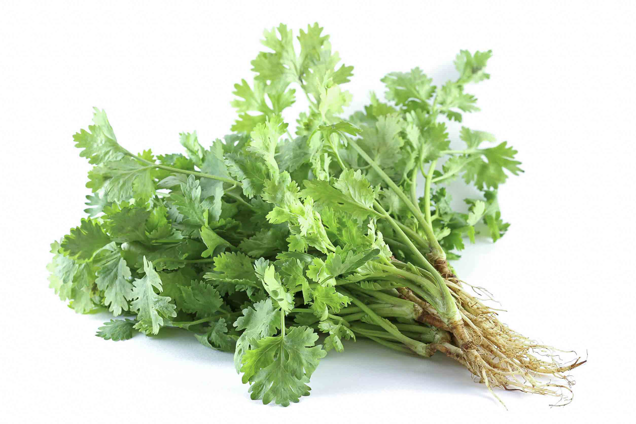 Coriander
