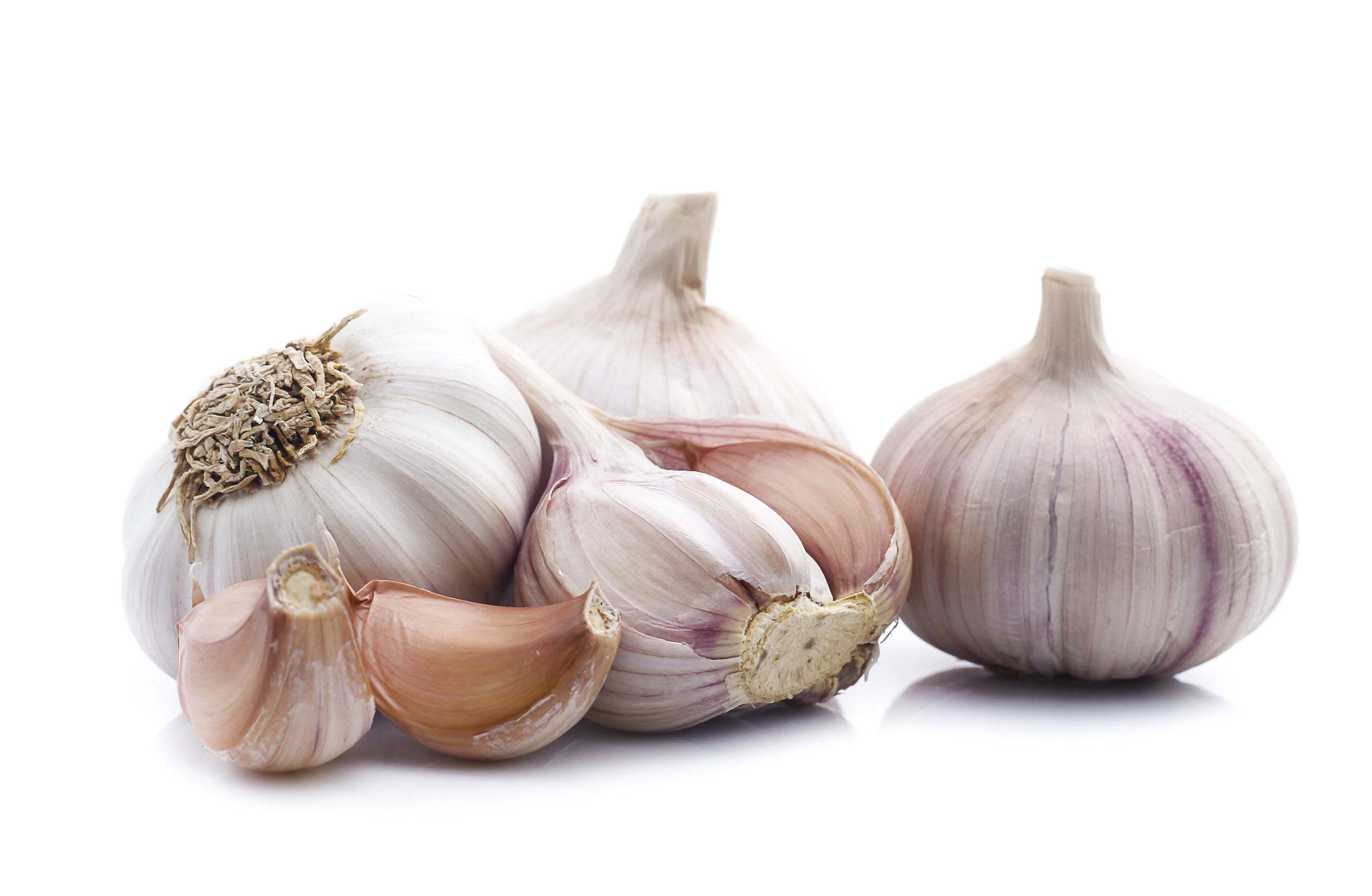 Garlic