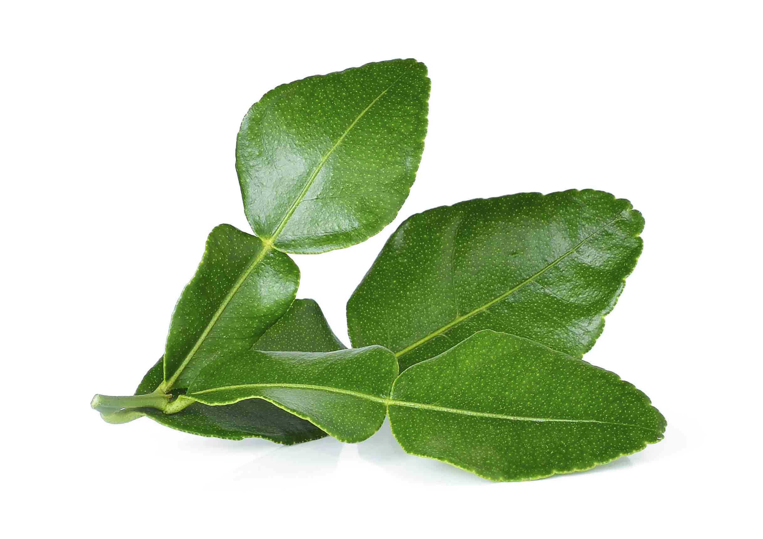 Kaffir_Lime_Leaf