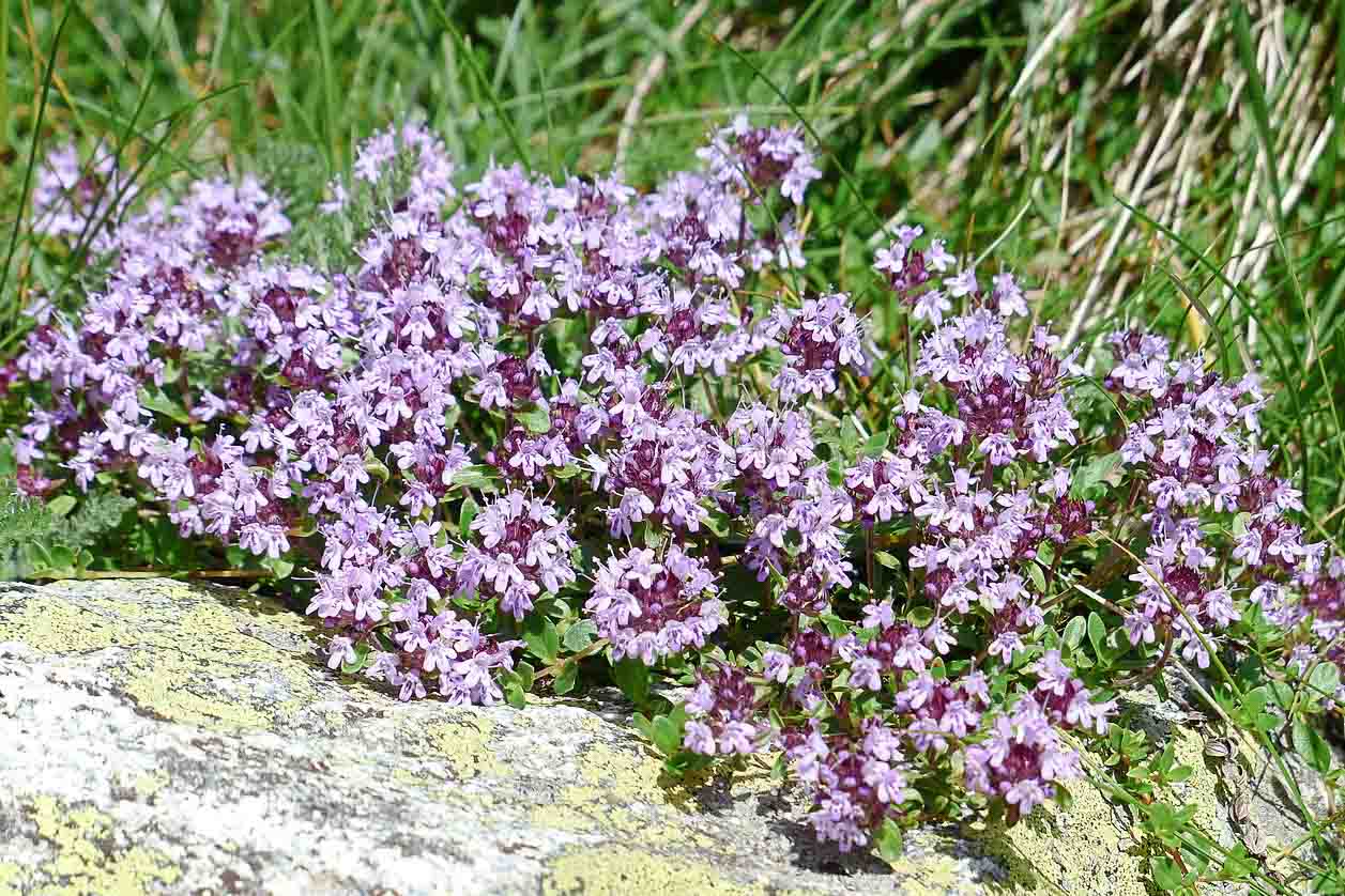 Caraway_Thyme