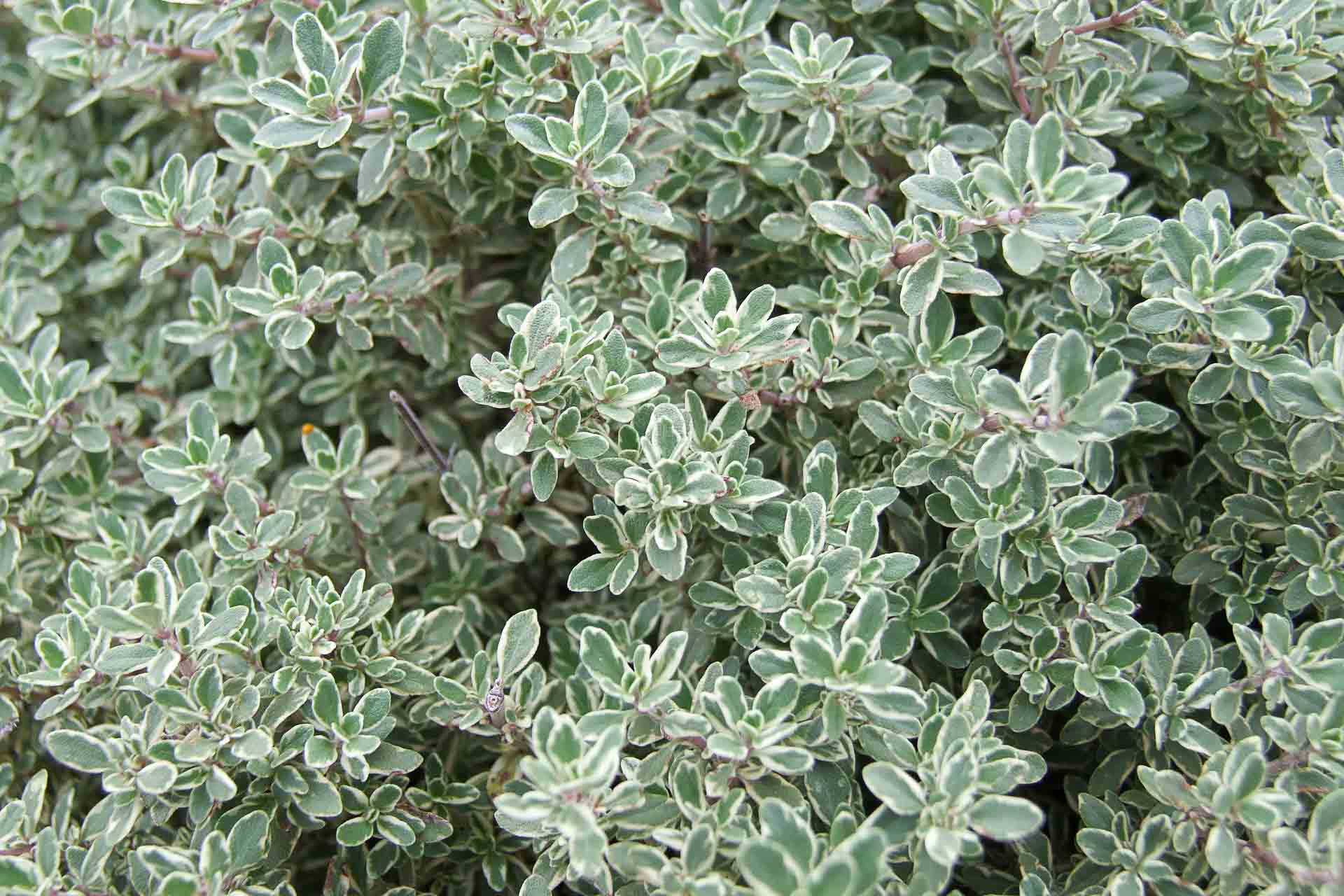 Lemon_Thyme