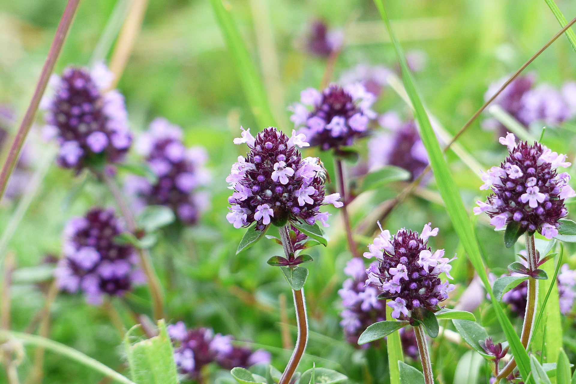 Thyme_Flower
