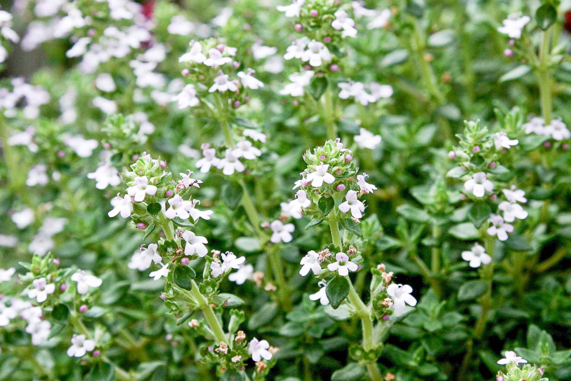 Thyme_Flower_2