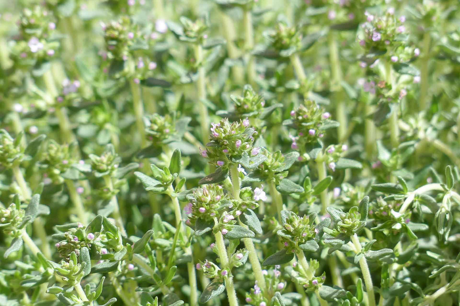 Thyme_Winter