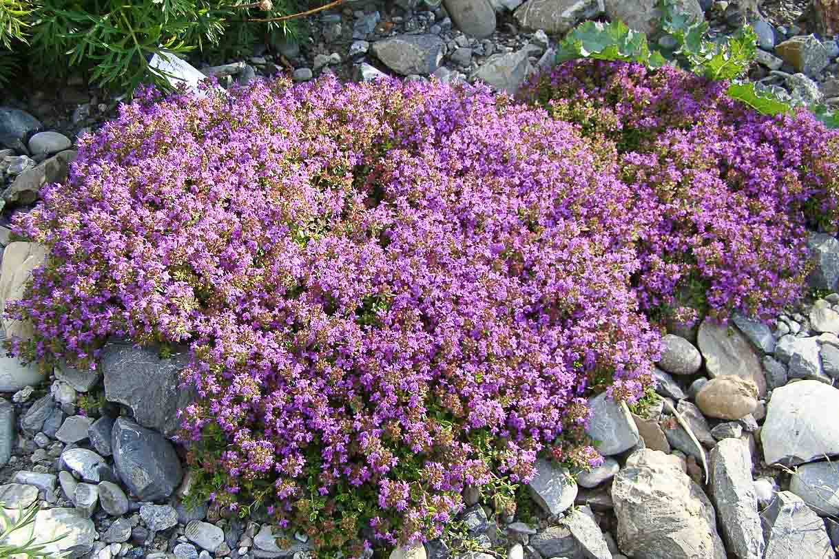 Wild_Thyme